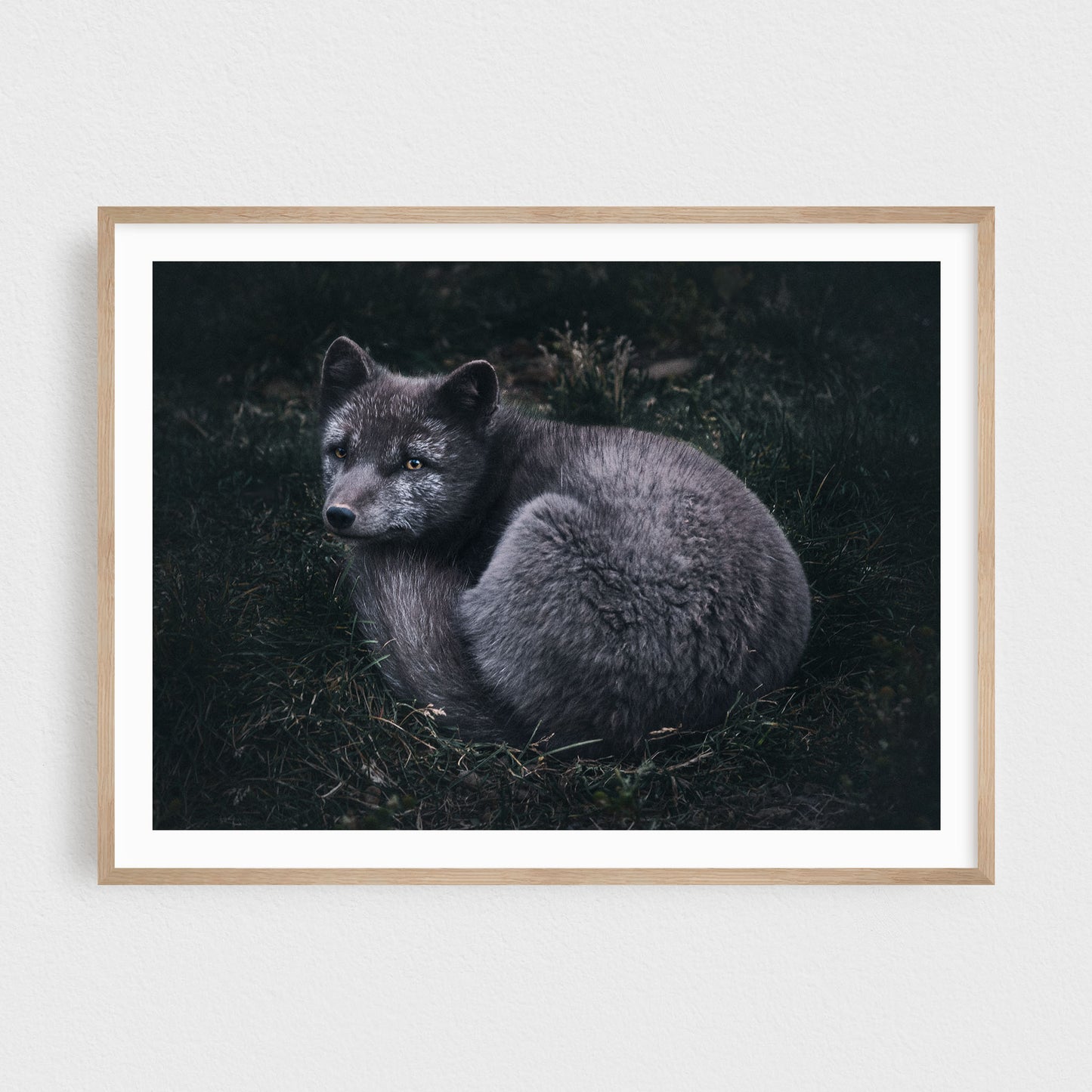 Arctic Fox of the Westfjords