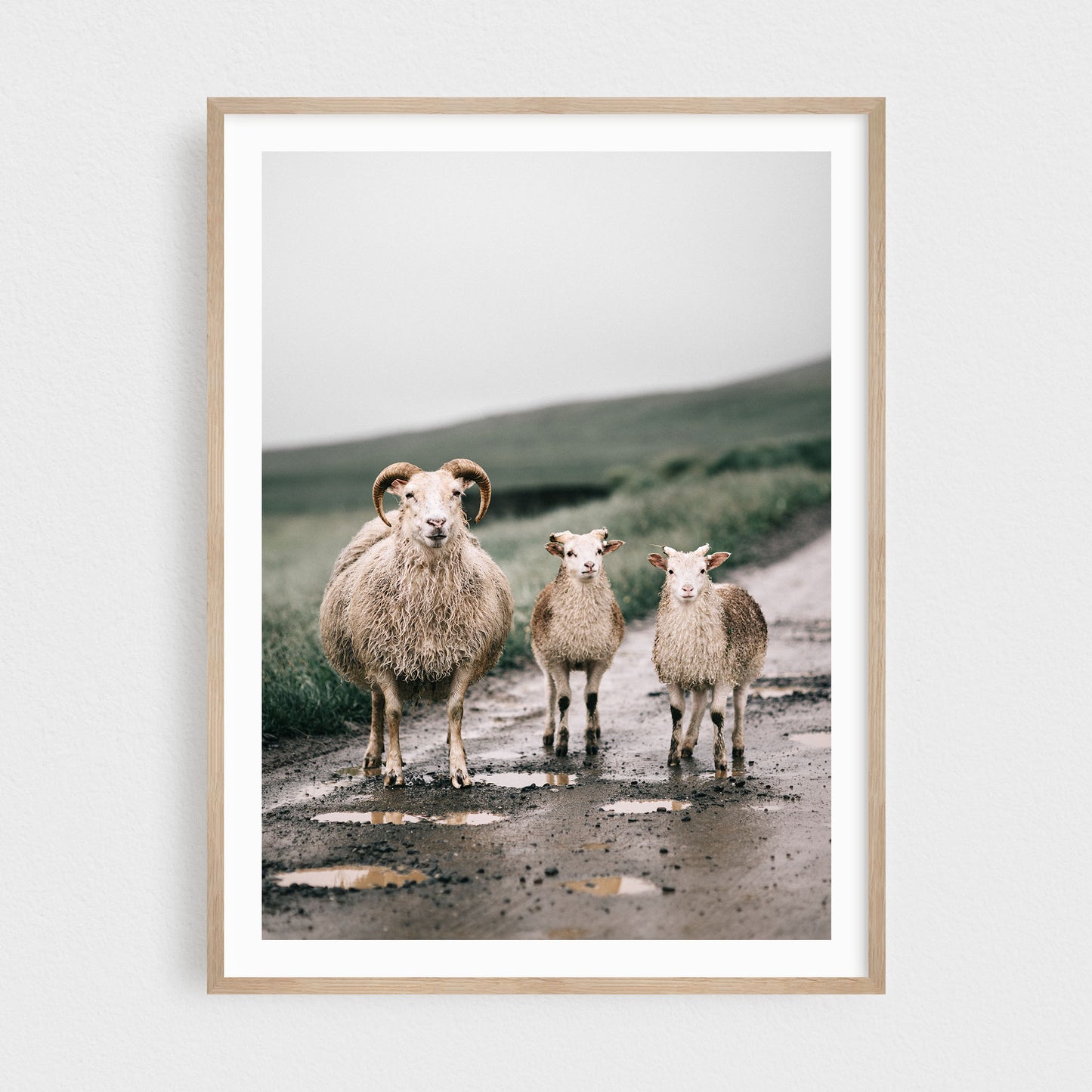 Icelandic Sheep Family