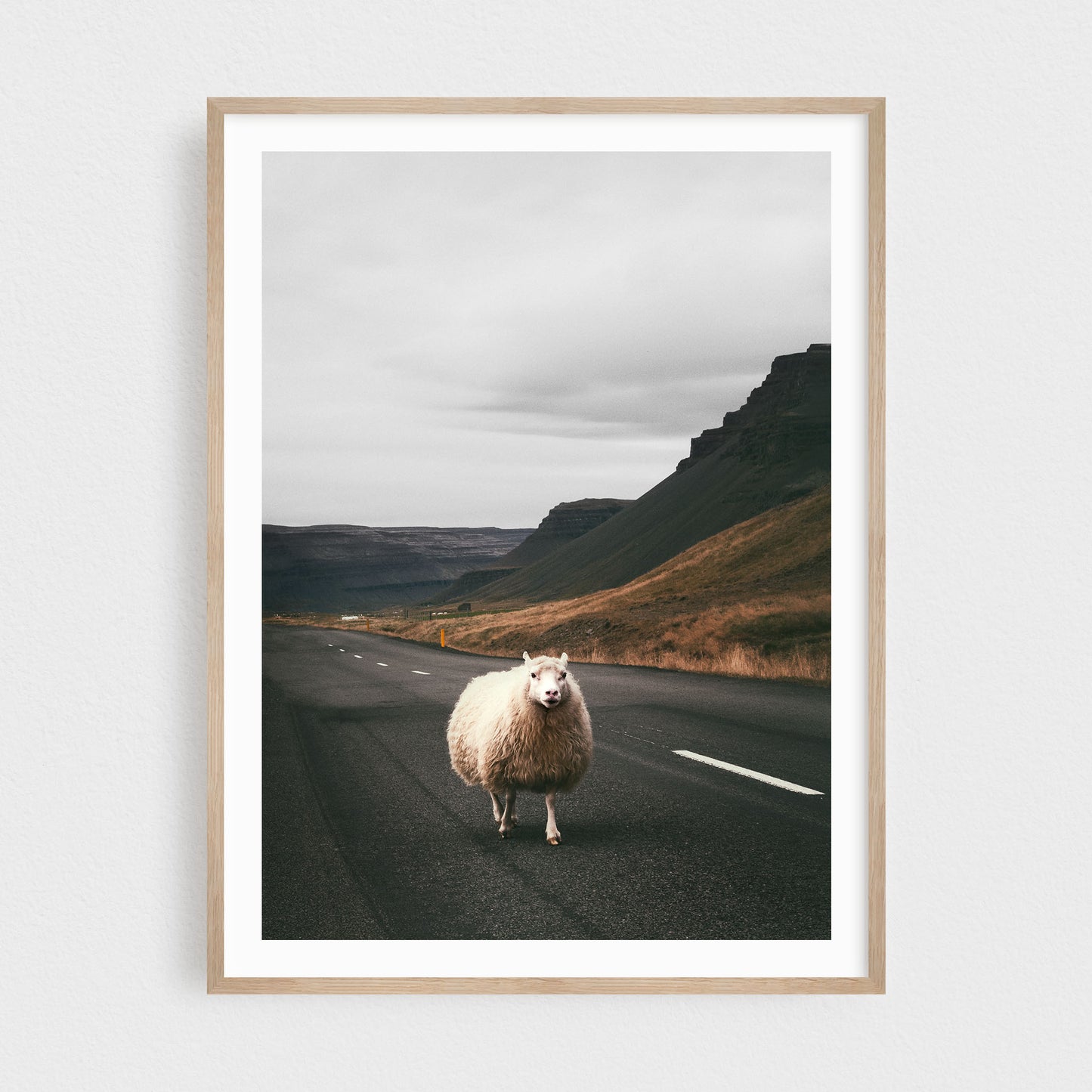Icelandic sheep on the road in the Westfjords