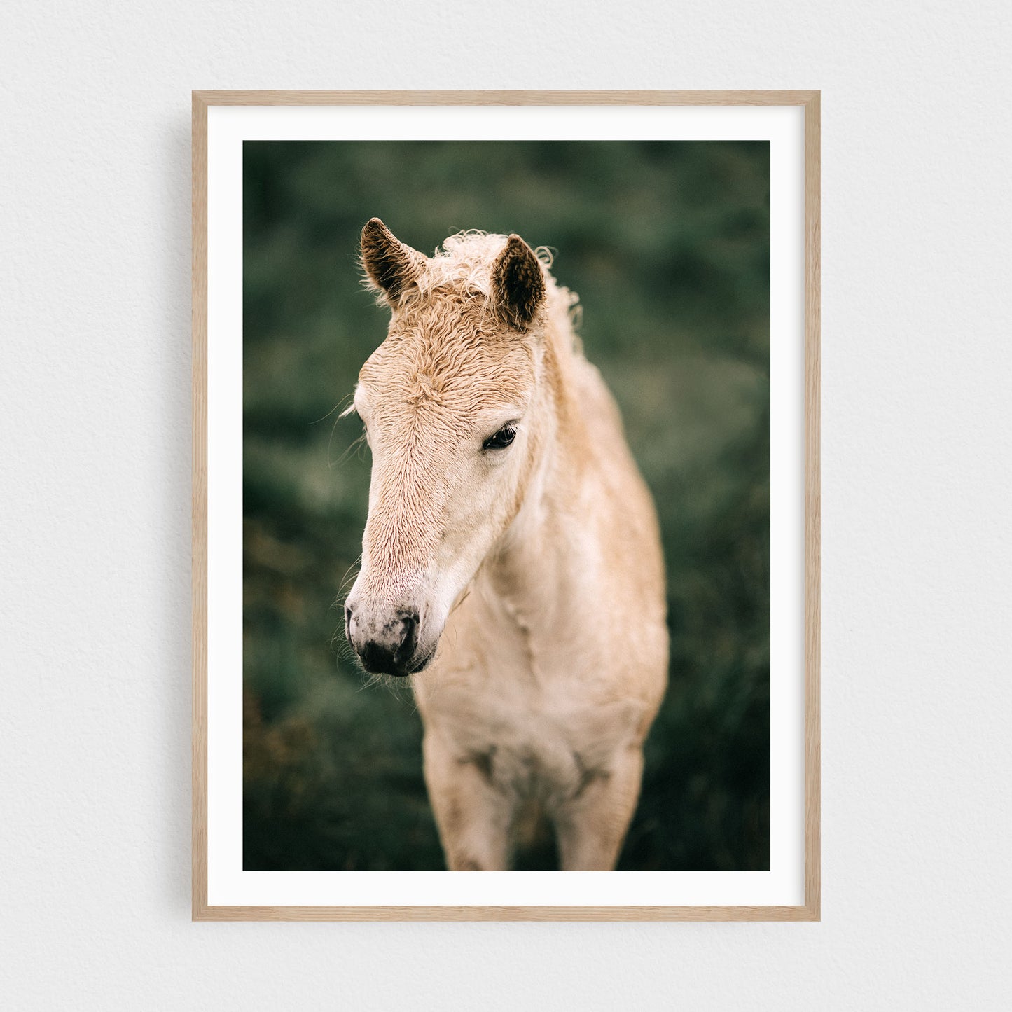 Icelandic Foal #1