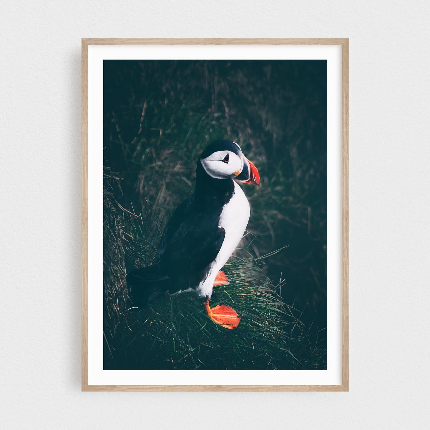 Icelandic Puffin in Borgarfjörður
