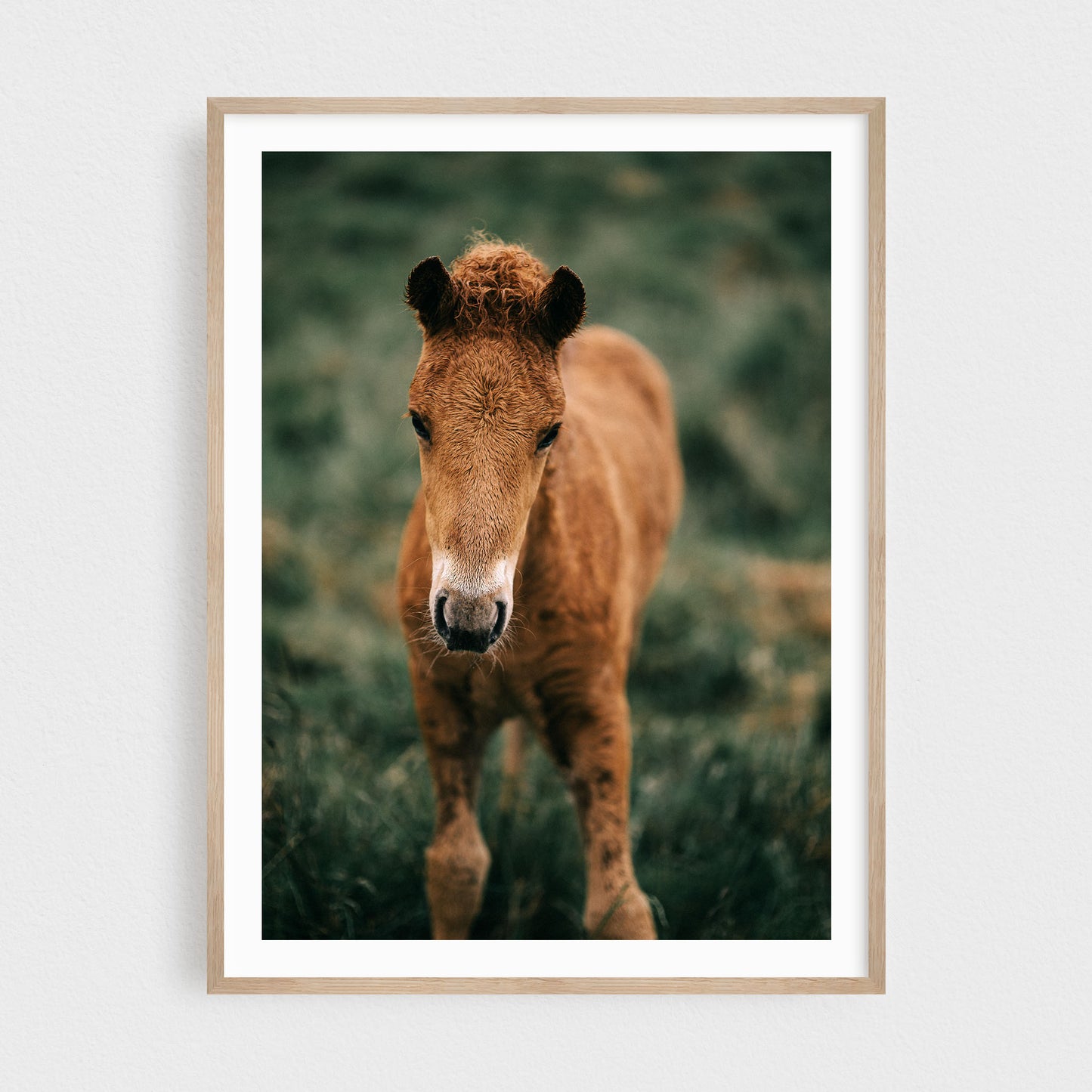 Icelandic Foal #2