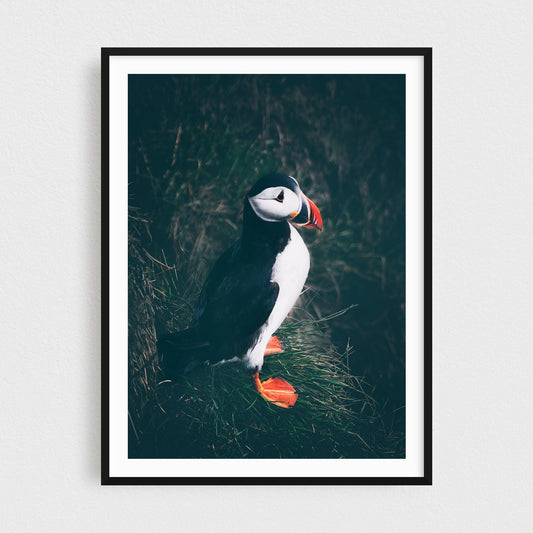 Icelandic Puffin in Borgarfjörður