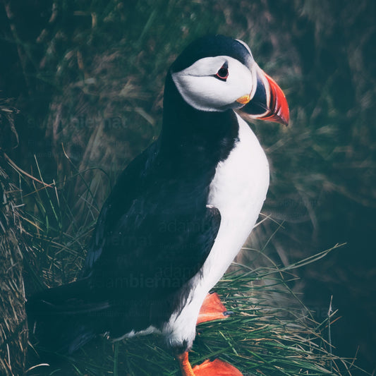 Icelandic Puffin in Borgarfjörður