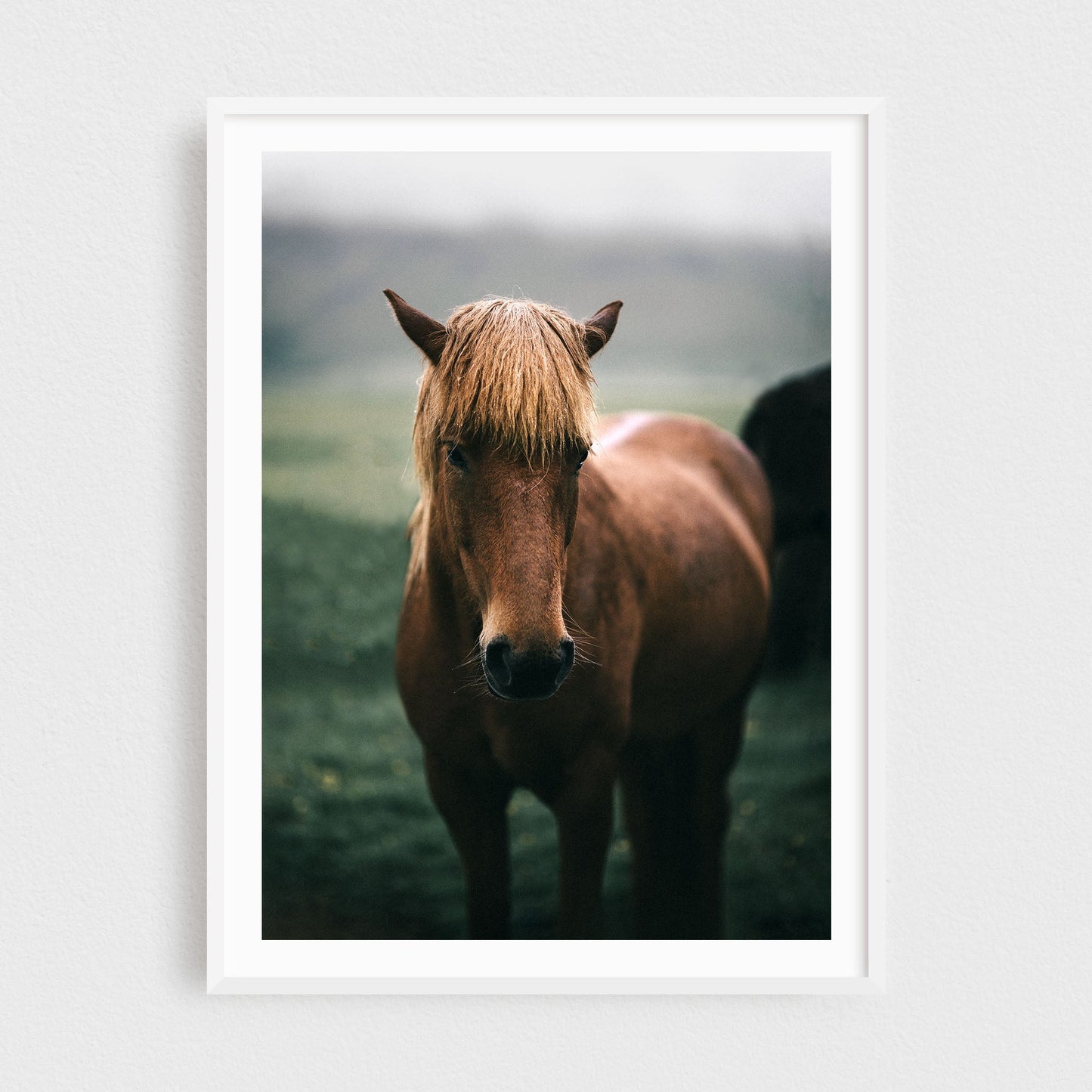 Icelandic Horse