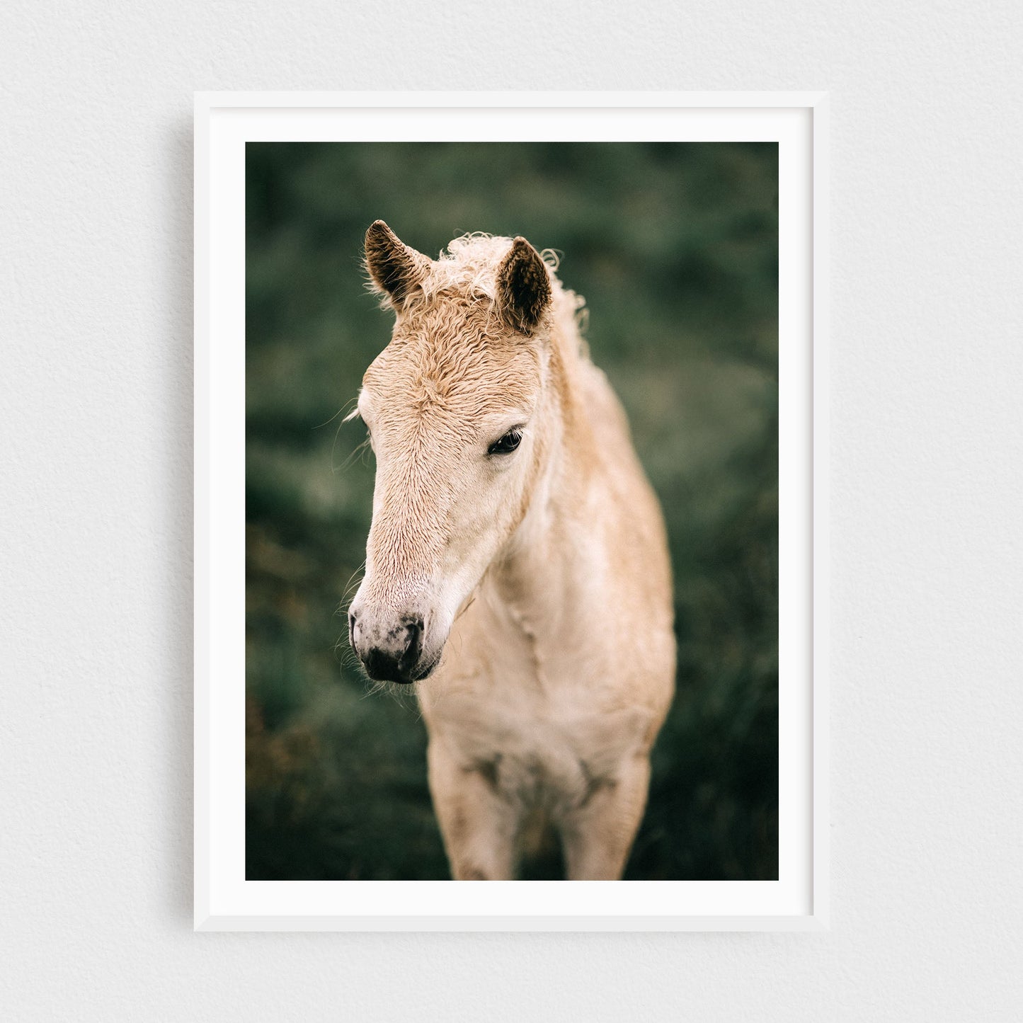 Icelandic Foal #1
