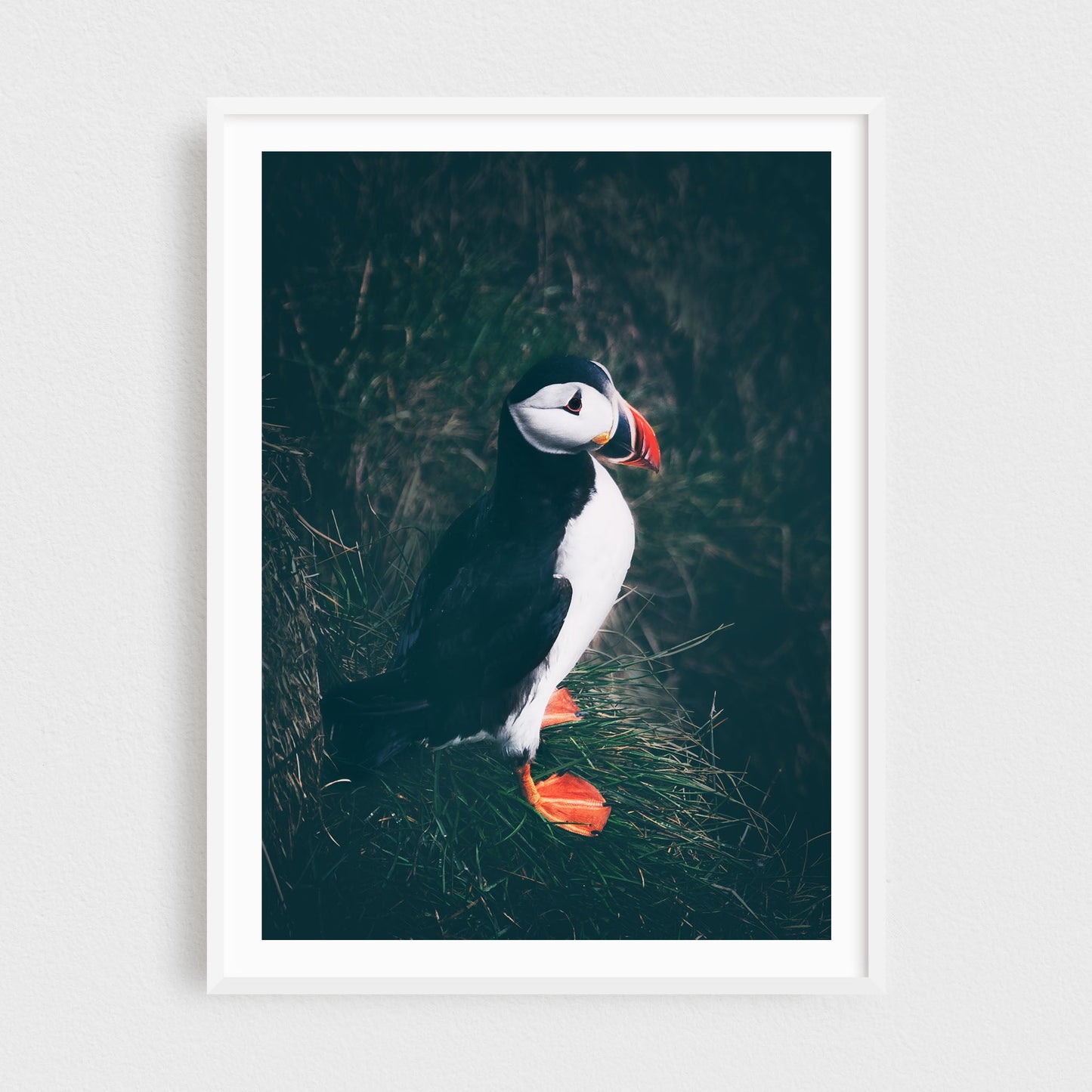 Icelandic Puffin in Borgarfjörður