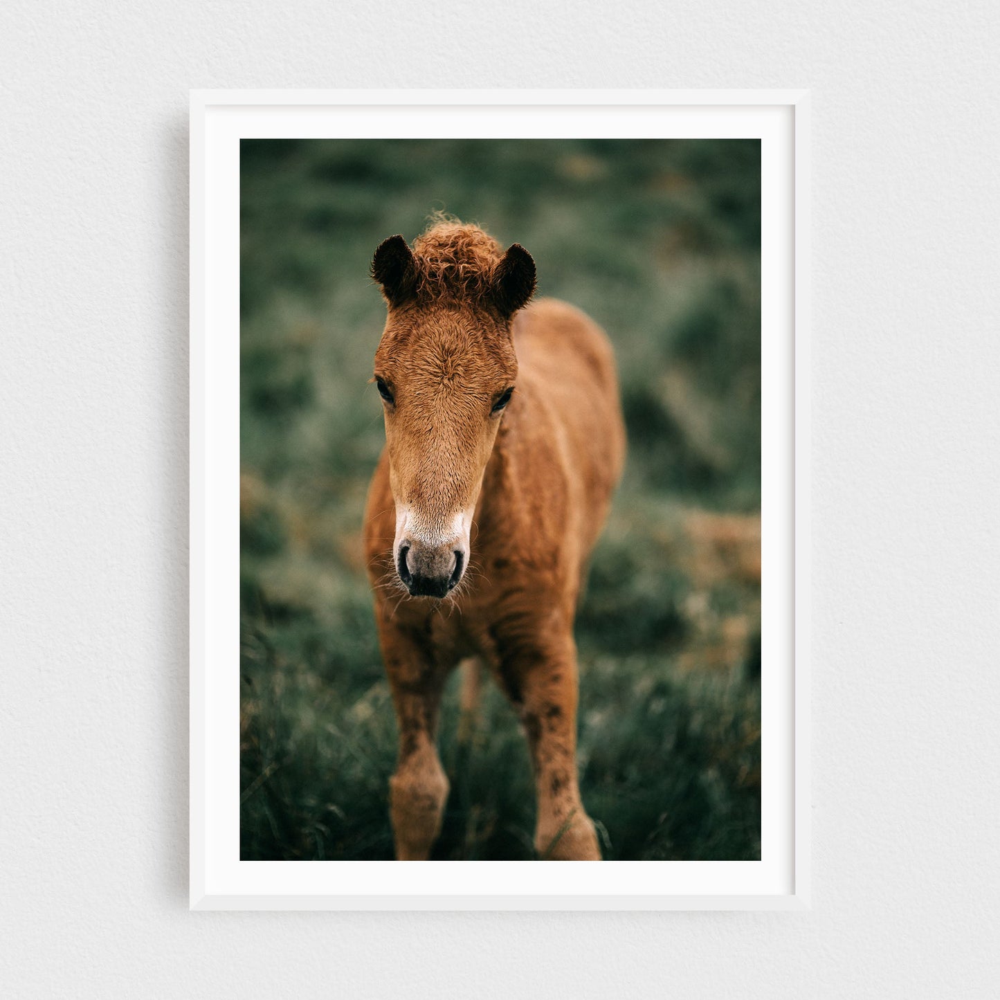 Icelandic Foal #2