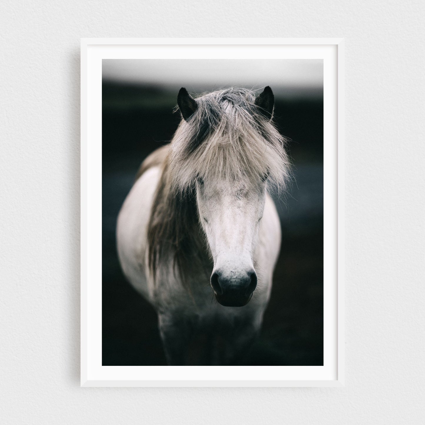 Icelandic White Horse