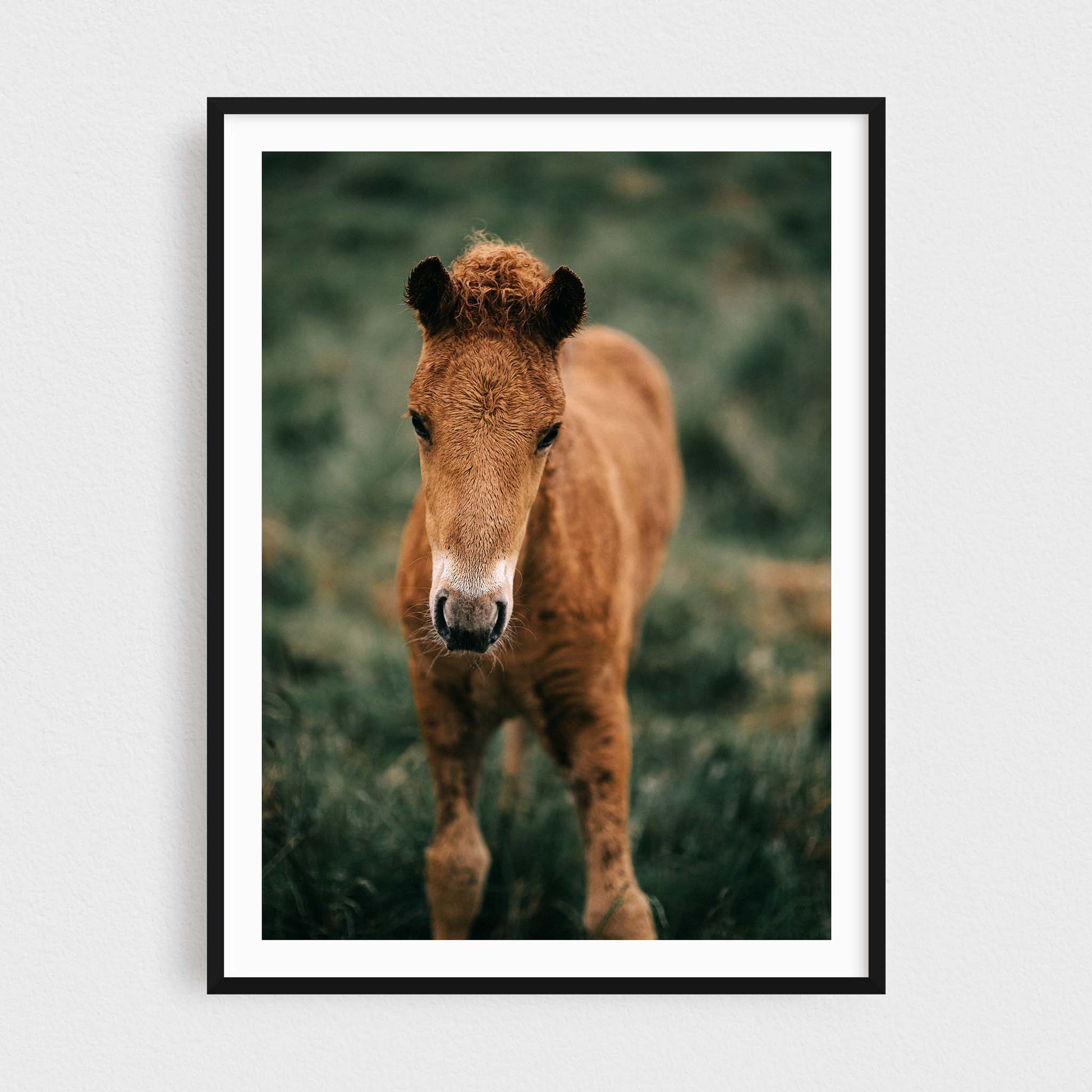 Icelandic horse fine art photography print