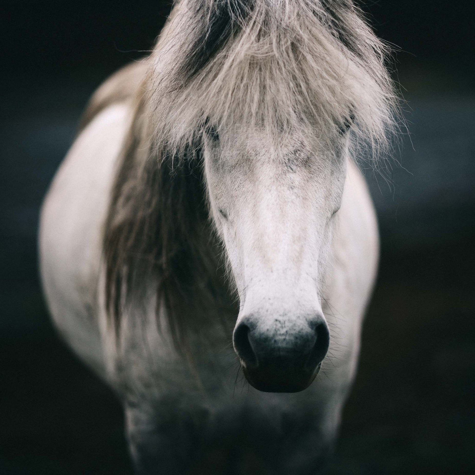 Icelandic horse photography print